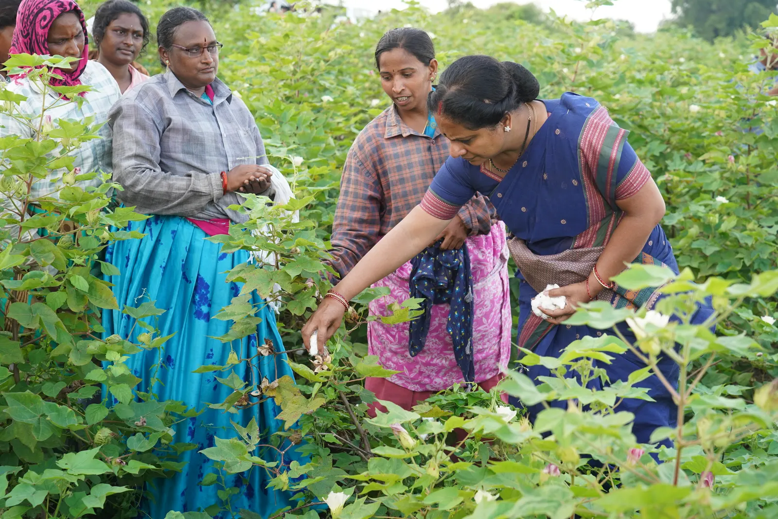 K Kavitha picking cotton alongside a farmer