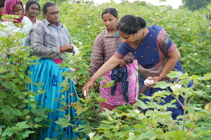 Picking cotton in the field